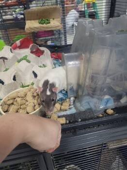 Rescue Rat Rats for Adoption in Crystal Lake, Illinois - Randy | PetCurious