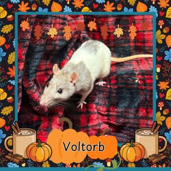 Rescue Rat Rats for Adoption in Elizabethtown, Kentucky - Voltorb | PetCurious
