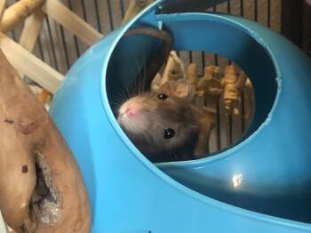 Rescue Rat Rats for Adoption in Eugene, Oregon - Dove, Calliope & Shadow | PetCurious
