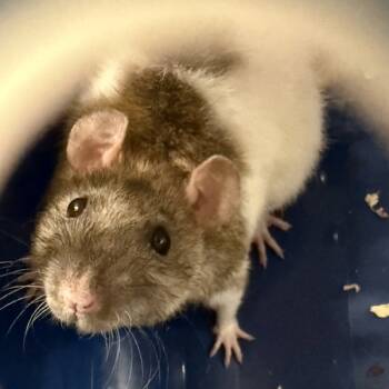 Rescue Rat Rats for Adoption in Des Moines, Iowa - Eleanor | PetCurious