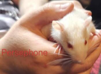 Rescue Rat Rats for Adoption in Auburn, Maine - Persephone | PetCurious