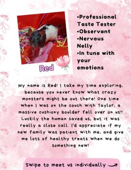 Rescue Rat Rats for Adoption in Irvine, California - Taylor, Midnights, Red And Sisters | PetCurious