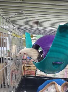 Rescue Rat Rats for Adoption in Village Of Lakewood, Illinois - Adelaide | PetCurious