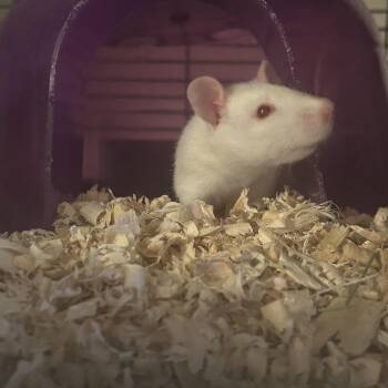 Rescue Rat Rats for Adoption in Faribault, Minnesota - Vivaldi | PetCurious