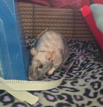 Rescue Rat Rats for Adoption in Crystal Lake, Illinois - Cindy | PetCurious