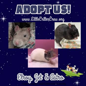 Rescue Rat Rats for Adoption in Eugene, Oregon - Elroy, Jet & Astro | PetCurious