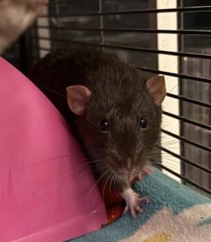 Rescue Rat Rats for Adoption in Richmond, Virginia - Druid | PetCurious
