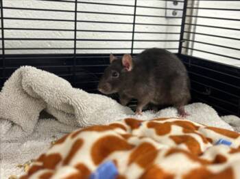 Rescue Rat Rats for Adoption in Loveland, Colorado - REMY | PetCurious