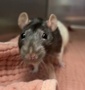 Rescue Rat Rats for Adoption in Sioux City, Iowa - Podrick | PetCurious