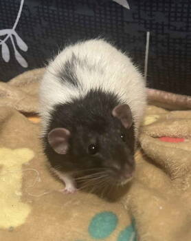 Rescue Rat Rats for Adoption in Skyline, Minnesota - Fruit Loop | PetCurious