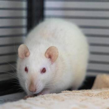 Rescue Rat Rats for Adoption in Methuen, Massachusetts - BLANCHE | PetCurious