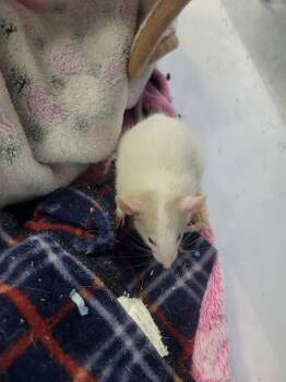 Rescue Rat Rats for Adoption in Village Of Lakewood, Illinois - Wagga Wagga | PetCurious