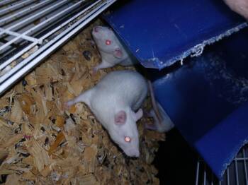 Rescue Rat Rats for Adoption in Dearborn, Missouri - Snap, Crackle And Pop | PetCurious
