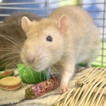 Rescue Rat Rats for Adoption in Lansing, Michigan - Honey | PetCurious