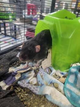 Rescue Rat Rats for Adoption in Crystal Lake, Illinois - Stephen | PetCurious