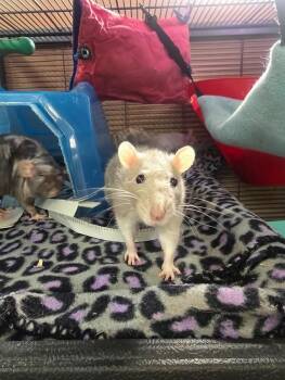 Rescue Rat Rats for Adoption in Crystal Lake, Illinois - Marcia | PetCurious