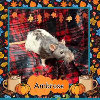 Rescue Rat Rats for Adoption in Elizabethtown, Kentucky - Ambrose | PetCurious