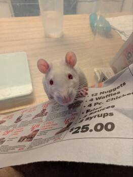 Rescue Rat Rats for Adoption in Scottsdale, Arizona - CJ | PetCurious