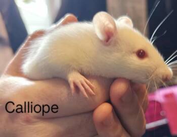 Rescue Rat Rats for Adoption in Auburn, Maine - Calliope | PetCurious