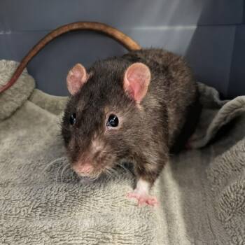 Rescue Rat Rats for Adoption in Des Moines, Iowa - Remi | PetCurious