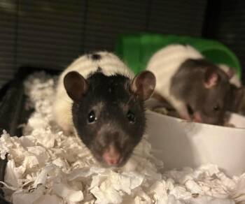 Rescue Rat Rats for Adoption in Chertsey, Quebec - Sociable Rescued Male Rats | PetCurious