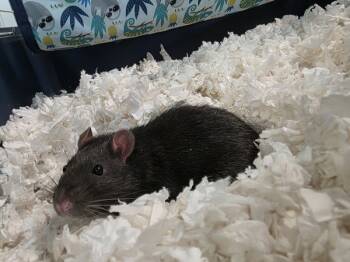Rescue Rat Rats for Adoption in Topeka, Kansas - Ratatouille | PetCurious