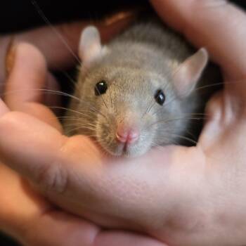 Rescue Rat Rats for Adoption - Fancy Rats | PetCurious