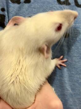 Rescue Rat Rats for Adoption in Indianapolis, Indiana - Rapscallion | PetCurious