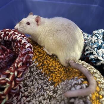 Rescue Rat Rats for Adoption in Des Moines, Iowa - Bambino | PetCurious