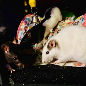 Rescue Rat Rats for Adoption in Norcross, Georgia - DojaRat, Ratricia, Happy & Tex Avery | PetCurious