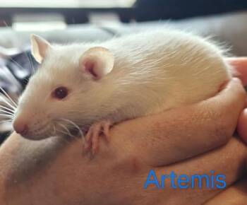 Rescue Rat Rats for Adoption in Auburn, Maine - Artemis | PetCurious