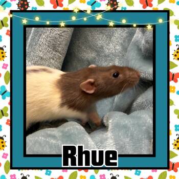 Rescue Rat Rats for Adoption in Elizabethtown, Kentucky - Rhue | PetCurious