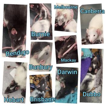 Rescue Rat Rats for Adoption in Village Of Lakewood, Illinois - Mackay | PetCurious