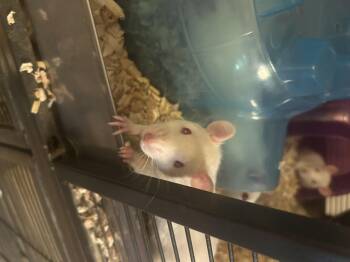 Rescue Rat Rats for Adoption in Faribault, Minnesota - Strauss | PetCurious
