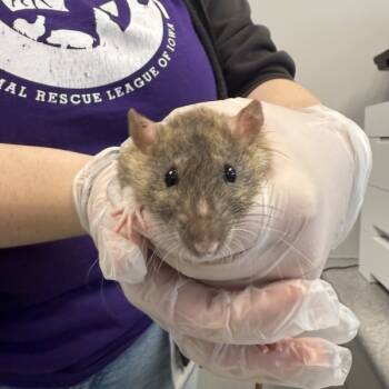 Rescue Rat Rats for Adoption in Des Moines, Iowa - Keesha | PetCurious