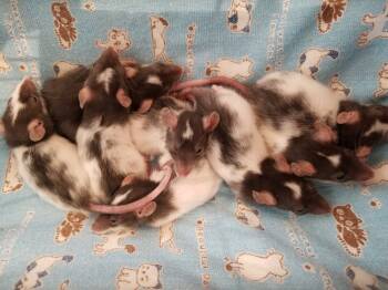 Rescue Rat Rats for Adoption in San Diego, California - Juanita Baby Boy 1 | PetCurious