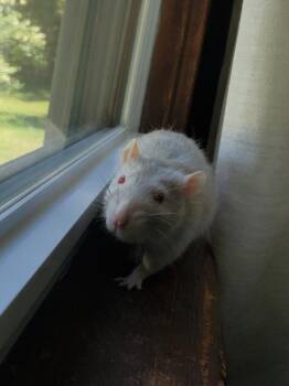 Rescue Rat Rats for Adoption in Auburn, Maine - George, Paul & Ringo | PetCurious