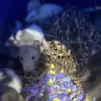 Rescue Rat Rats for Adoption in Howell Township, New Jersey - Baby Fancy Rats | PetCurious