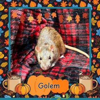 Rescue Rat Rats for Adoption in Elizabethtown, Kentucky - Golem | PetCurious