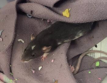 Rescue Rat Rats for Adoption in Crystal Lake, Illinois - Pizza Planet | PetCurious