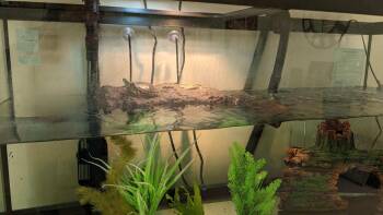 Rescue Mississippi Map Turtle Turtles for Adoption in Baltimore, Maryland - Michigan Map (water Turtle) | PetCurious