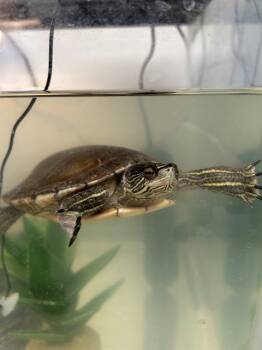 Rescue Turtle Turtles for Adoption in Omaha, Nebraska - SIDEKICK | PetCurious