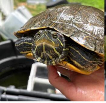Rescue Red Eared Slider Turtles for Adoption - Greta | PetCurious