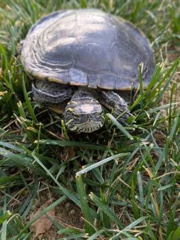 Rescue Red Eared Slider Turtles for Adoption in Eagle Mountain, Utah - Crush / Squirt | PetCurious