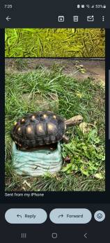 Rescue Turtle Turtles for Adoption in Aurora, Illinois - Sunshine | PetCurious