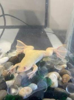 Rescue Turtle Turtles for Adoption in Key West, Florida - Iggy | PetCurious