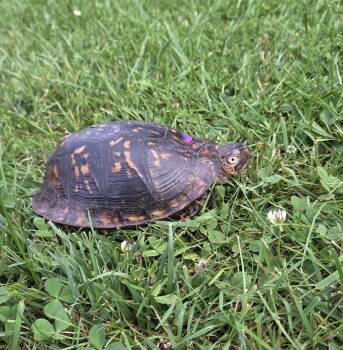 Rescue Eastern Box Turtles for Adoption in Baltimore, Maryland - Bombastic E Box | PetCurious