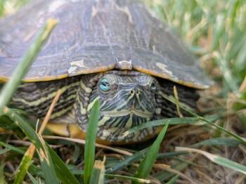 Rescue Red Eared Slider Turtles for Adoption in Eagle Mountain, Utah - Squirt | PetCurious