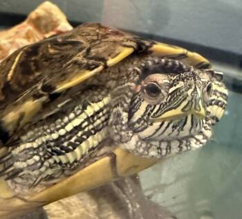Rescue Turtle Turtles for Adoption in Golden, Colorado - Play | PetCurious