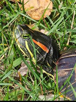Rescue Red Eared Slider Turtles for Adoption - Trike | PetCurious
